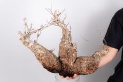 WP233 オペルクリカリア パキプス コーデックス ベアルート株 - メルカリ