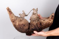 WP235 オペルクリカリア パキプス コーデックス ベアルート株 - メルカリ