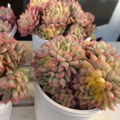 女雛錦　群生苗　抜き苗　多肉植物　エケベリア