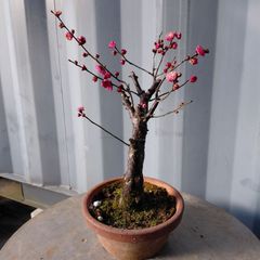 枝垂れ梅（しだれうめ）赤 八重 香り 花終わり来季用 形の良い枝 盆栽