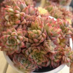 女雛錦 群生苗 抜き苗 エケベリア - メルカリ