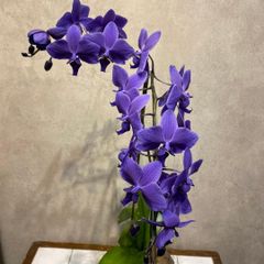 入荷少なめです❗️超希少❗️胡蝶蘭❤️ブルージーン 1本立 公式青色