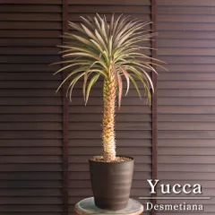 メルカリ便発送‼︎　デスメティアーナ縞斑　鉢付き発送‼︎ メルカリ便発送‼︎ デスメティアーナ縞斑 鉢付き発送‼︎ - メルカリ