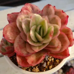 アイスローズ錦　多肉植物　カット苗　エケベリア