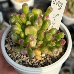 発根済み抜き苗】ゴーラム錦 クラッスラ｜多肉植物｜タグ付き - メルカリ