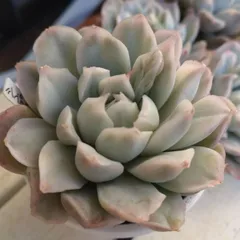 シンプソン錦　多肉植物　カット苗　エケベリア