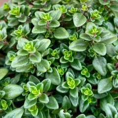 ハーブ  タイム  レモンタイム 3.5号 (直径10.5cm) ポット苗　１個