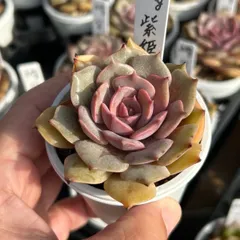 【発根済み抜き苗】紫姫 エケベリア｜多肉植物｜タグ付き