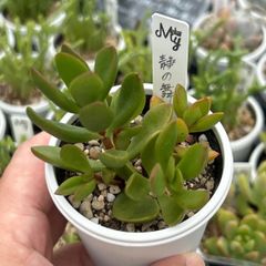銘月 抜き苗 銘月セダム 多肉植物 抜き苗 1個 - メルカリ