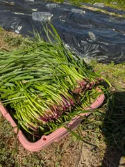 【クール便Y様専用】うさぎのごち草　イタリアンライグラス　60サイズ