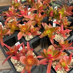 同梱600円】多肉植物 火祭り カット 抜き苗 - メルカリ