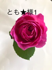 とも★様1   No.545  天然石ピアス