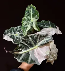 ⚫︎Hime⚫︎様確認用