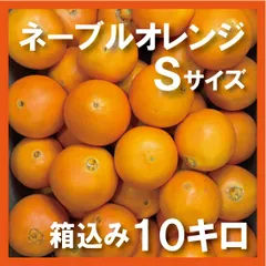 ネーブル Sサイズ 箱込み10kg 50個前後 和歌山オレンジ