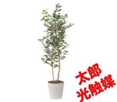 光触媒　人工観葉植物　ウォールグリーン　フェイクグリーン　レモンツリー1.6 光触媒 人工観葉植物 ウォールグリーン フェイクグリーン レモンの木