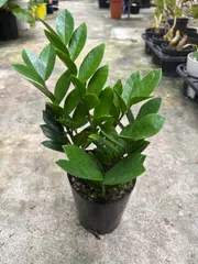 2026年最新】ザミオクルカスの人気アイテム - メルカリ