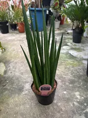 2026年最新】観葉植物サンスベリアの人気アイテム - メルカリ