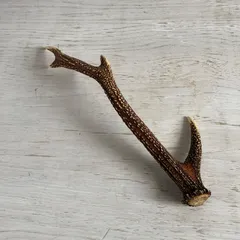 2026年最新】鹿角 オブジェの人気アイテム - メルカリ