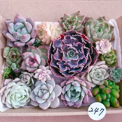 247 多肉植物寄せ植えセット