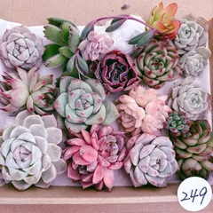 多肉植物寄せ植えセット