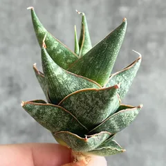 2026年最新】サンセベリア 希少の人気アイテム - メルカリ