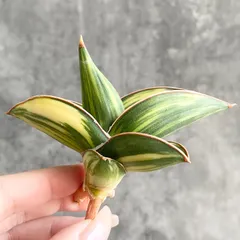 2026年最新】サンスベリア 希少の人気アイテム - メルカリ