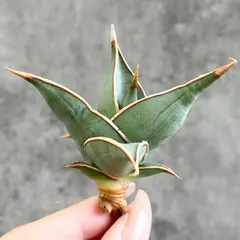 2026年最新】サンスベリア ピングイキュラの人気アイテム - メルカリ