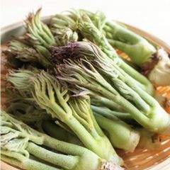 No.1 岩手雫石町産 天然 タラの芽、コゴミセット 400g - メルカリ