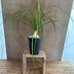 【サンプル】トックリラン 観葉植物 観葉 植物 珍奇植物 珍奇 珍しい インテリア プレゼント おしゃれ かわいい おうち時間 グリーン