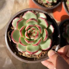 15株の抜き苗セット】モンブラン単頭 多肉植物 佐川急便発送