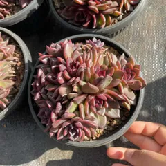 【6株の抜き苗セット】パープルクリスタル　多肉植物　佐川急便発送　エケベリア　韓国苗　Z1530