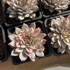 50株の抜き苗セット】レッドライト 多肉植物 佐川急便発送 エケベリア