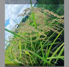 種・種子 農薬不使用 ハッピーヒル（うるち） 種籾 3キロ 陸稲 黒米の