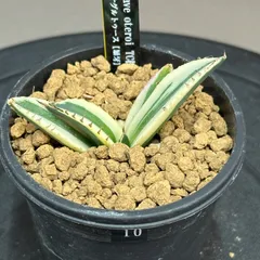 Plants Letter】 アガベ チタノタ スナグルトゥース US直輸 Plants Letter】 アガベ チタノタ スナグルトゥース US直輸