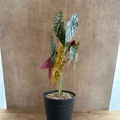 ベゴニア　マクラータ　プラ黒　 現品　Begonia maculata シュウカイドウ科 ベゴニア属  観葉植物 観葉 植物  インテリア プレゼント かわいい おしゃれ グリーン ドット柄