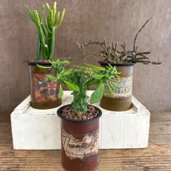 ★リメイク缶★ユーフォルビア レウコデンドロン オンコクラータ・サルコステンマ ソコトラナム・モナデニウム 不明種 3種セット 現品 キナンクム 観葉植物 観葉 植物 珍奇植物 珍奇 珍しい レア 希少 多肉植物 多肉 カクタス インテリア プレゼント