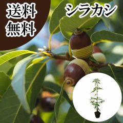 チリサケヤシ 苗x1[耐寒性ヤシ]Jubaea chilensis - メルカリ