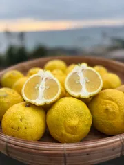 鹿児島県産訳ありはるか5キロ