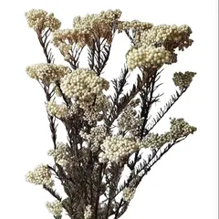 【業務用花材】プリザーブドフラワー　１束約10本　ライスフラワー　プリザーブド花材　同梱OK・3日以内に佐川発送 PC-XMH