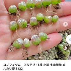 aredono お客様ご専用