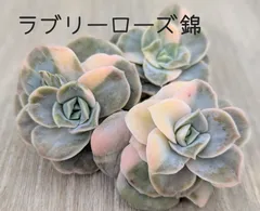 ラブリーローズ錦　多肉植物  韓国苗　A174