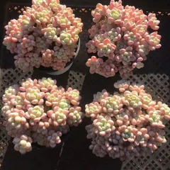 Z2937×18株 スモールリーフロキ 抜き苗 多肉植物 アエオニウム エケベリア サボテン 韓国苗