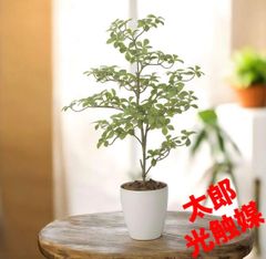 光触媒 人工観葉植物 ウォールグリーン フェイクグリーン レモンの木