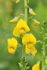 原種　ラトルポッド　マメ　熱帯植物　種子 　センチュウ対策　有用植物　ハーブ