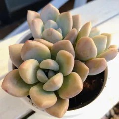 オパリナ　抜き苗　多肉植物　エケベリア