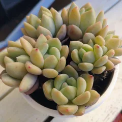 氷玉　抜き苗　多肉植物　エケベリア