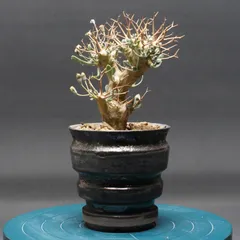 2026年最新】オトンナ ユーフォルビオイデスの人気アイテム - メルカリ