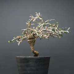 2026年最新】パキプス パワータンクの人気アイテム - メルカリ