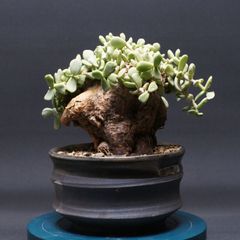 イボ オオハマボウ ユウナ 琉球盆栽 沖縄盆栽 ガジュマル - メルカリ