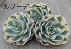 ルノーディーン　多肉植物  韓国苗　A175